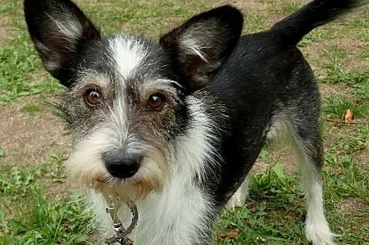 Słodki mikro dzikus &#8211; kto pokocha?,  maz