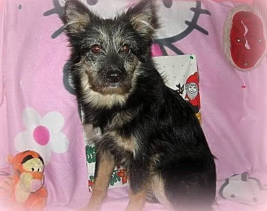 TOSIA-mix sznaucerka,młoda,wysterylizowana,adopcja