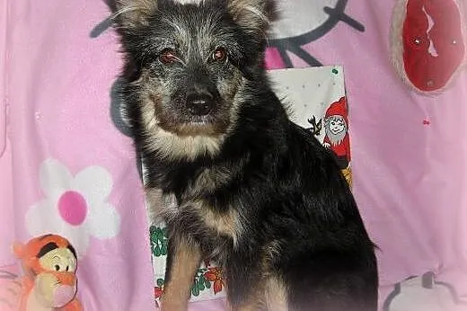 TOSIA-mix sznaucerka,młoda,wysterylizowana,adopcja