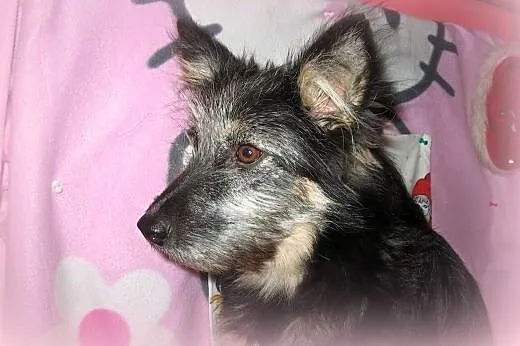 TOSIA-mix sznaucerka,młoda,wysterylizowana,adopcja