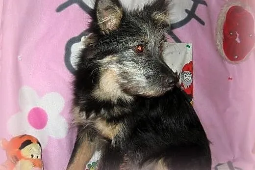 TOSIA-mix sznaucerka,młoda,wysterylizowana,adopcja