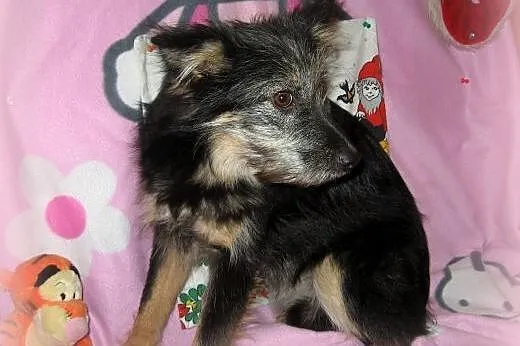 TOSIA-mix sznaucerka,młoda,wysterylizowana,adopcja