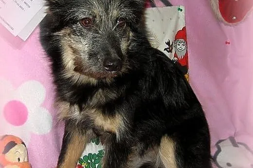 TOSIA-mix sznaucerka,młoda,wysterylizowana,adopcja