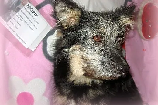 TOSIA-mix sznaucerka,młoda,wysterylizowana,adopcja