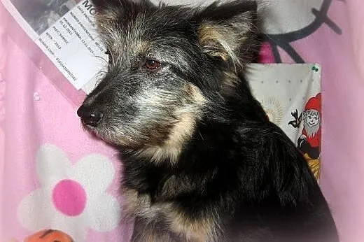 TOSIA-mix sznaucerka,młoda,wysterylizowana,adopcja