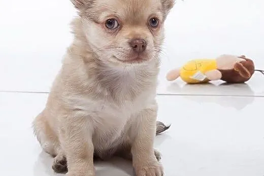 Chihuahua rodowód ZKwP / FCI uroczy niebieskooki s
