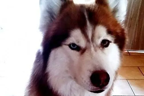 TIARA pro ludzka  husky do adopcji,  dolnośląskie Wrocław