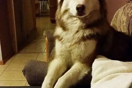 TIARA pro ludzka  husky do adopcji,  dolnośląskie 