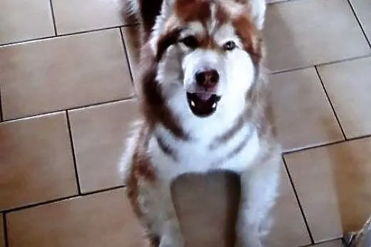 TIARA pro ludzka  husky do adopcji,  dolnośląskie 