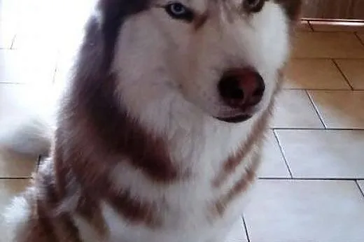 TIARA pro ludzka  husky do adopcji,  dolnośląskie 