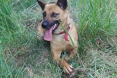 Maja - kochana suczka do adopcji,  śląskie Katowice