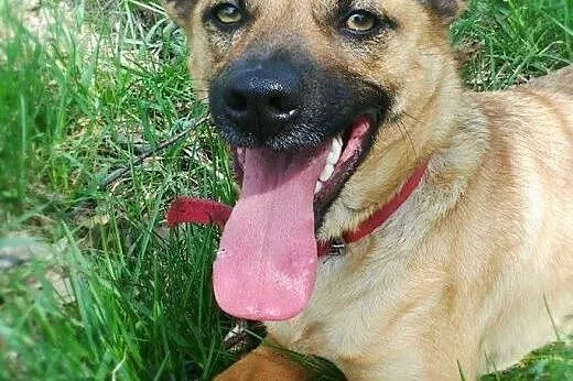 Maja - kochana suczka do adopcji,  śląskie Katowic