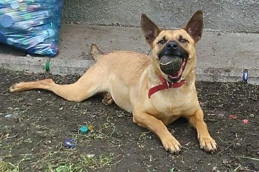 Maja - kochana suczka do adopcji,  śląskie Katowic