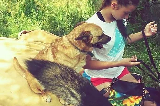 Wedelek - słodki kundelek, który czeka na dom,  do