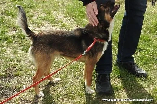 Henio zagrożony wywózką do schroniska!!!,  dolnośl