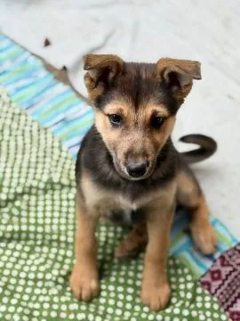 Lola - 4 miesięczny SZCZENIAK szuka domu!  CZY NAPRAWDĘ NIKT NIE CHCE JEJ POKOCHAĆ? Lola to jeszcze, , Warszawa