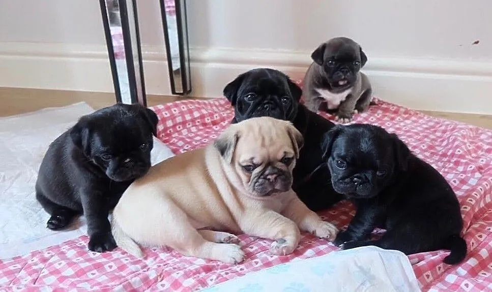 Mops Mopsy Szczenieta bezowe i czarne przepiekny piesek FCI, Warmińsko-mazurskie, Elbląg