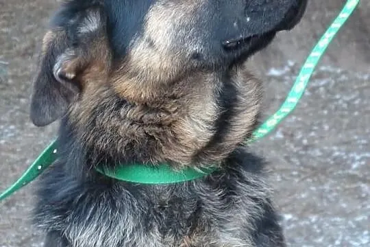 Przedstawiamy po prostu cudnego psa do adopcji!Zap