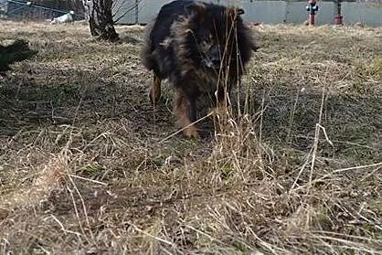 Piękny kudłaty psiak szuka bezpiecznego miejsca na