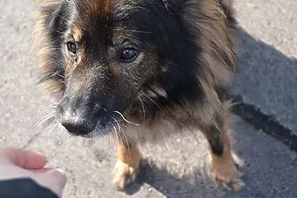 Piękny kudłaty psiak szuka bezpiecznego miejsca na