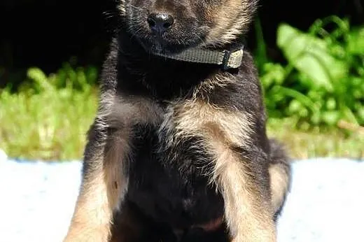 Muffinek 2,5 chłopaczek gotowy do adopcji.,  mazowieckie Warszawa
