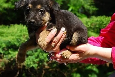 Muffinek 2,5 chłopaczek gotowy do adopcji.,  mazow