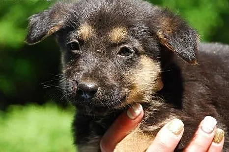 Muffinek 2,5 chłopaczek gotowy do adopcji.,  mazow