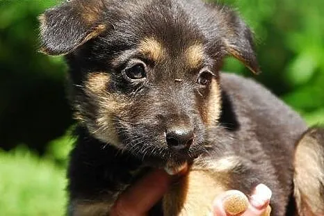 Muffinek 2,5 chłopaczek gotowy do adopcji.,  mazow