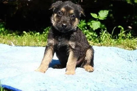 Muffinek 2,5 chłopaczek gotowy do adopcji.,  mazow