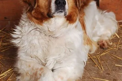 Ella- przepiękna sunia czeka na dom,  dolnośląskie Wrocław