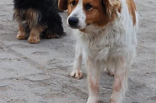 Ella- przepiękna sunia czeka na dom,  dolnośląskie