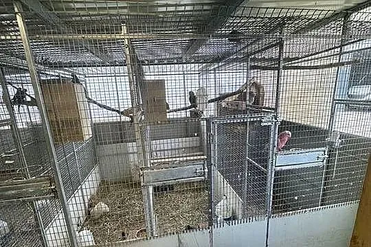 Woilera / klatka na papugi, Wielkopolskie, Kąkolewo