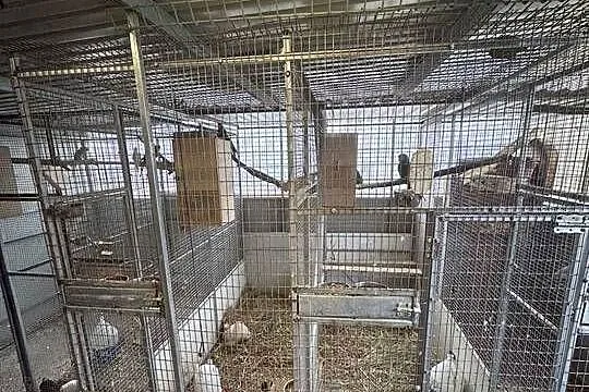 Woilera / klatka na papugi, Wielkopolskie, Kąkolewo