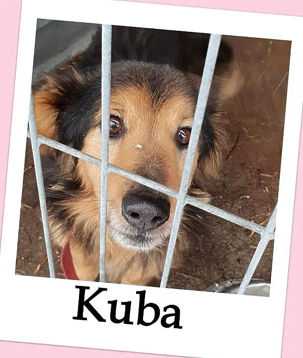 KUBA,typ jamnika dł.,przyjazny,przemiły,grzeczny,zaszczepiony psiak.Adopcja, Śląskie, Katowice