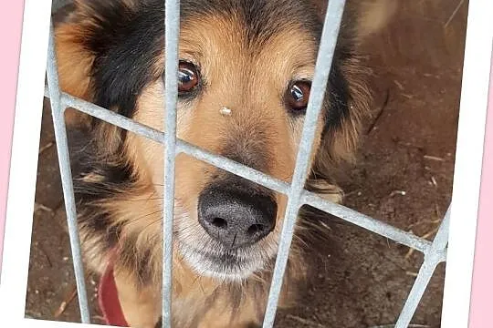 KUBA,typ jamnika dł.,przyjazny,przemiły,grzeczny,zaszczepiony psiak.Adopcja, Śląskie, Katowice