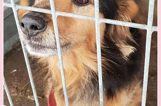 KUBA,typ jamnika dł.,przyjazny,przemiły,grzeczny,zaszczepiony psiak.Adopcja, Śląskie, Katowice