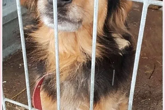 KUBA,typ jamnika dł.,przyjazny,przemiły,grzeczny,zaszczepiony psiak.Adopcja, Śląskie, Katowice