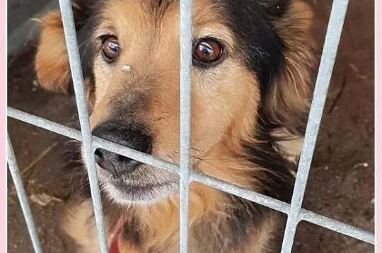 KUBA,typ jamnika dł.,przyjazny,przemiły,grzeczny,zaszczepiony psiak.Adopcja, Śląskie, Katowice