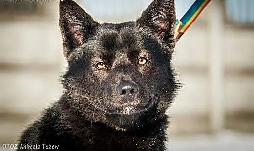 OTOZ Animals - Jaruś - wesoły, energiczny psiak cz