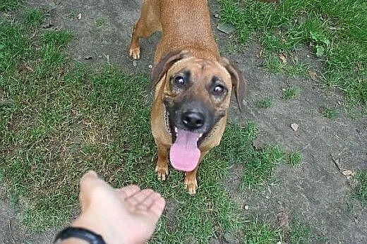 Malwinka, prawie - rodezjanka, szuka Domu!,  małop