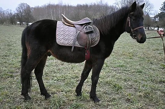 Spokojny ogier huculski do zaprzęgu, rekreacji, sk, Wiśniowa