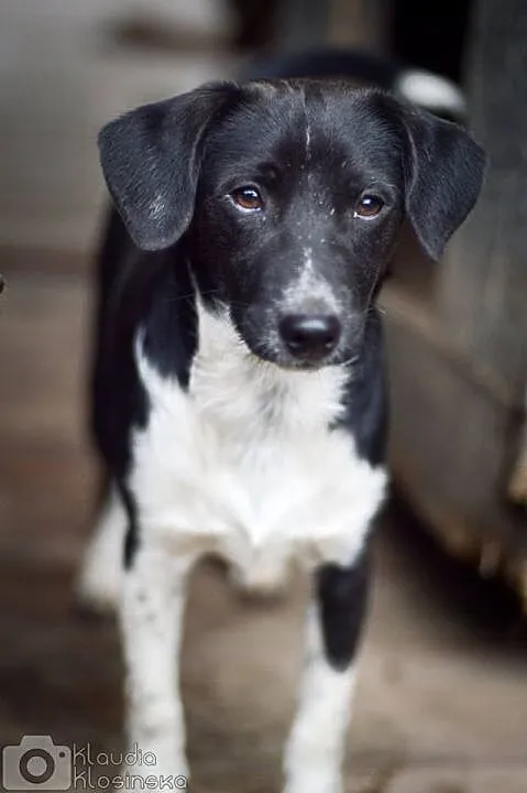 Jerry, tęskniący za człowiekiem MALUSZEK adopcja