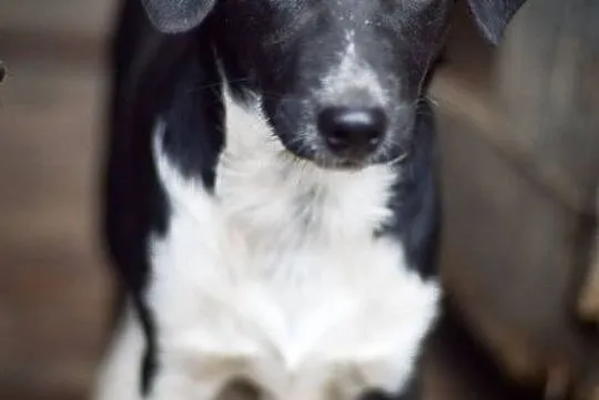 Jerry, tęskniący za człowiekiem MALUSZEK adopcja