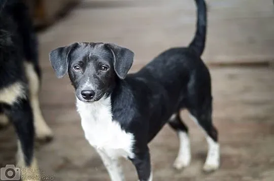 Jerry, tęskniący za człowiekiem MALUSZEK adopcja