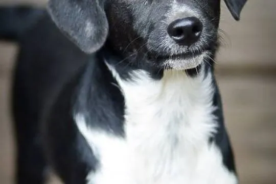 Jerry, tęskniący za człowiekiem MALUSZEK adopcja