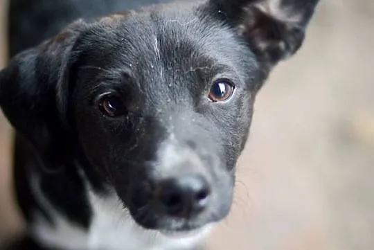 Jerry, tęskniący za człowiekiem MALUSZEK adopcja