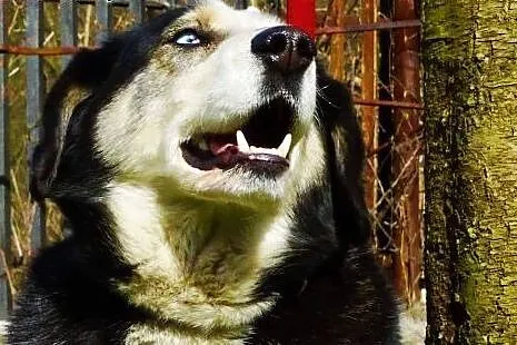 Ok.5letni uroczy Pirat o niezwykłych oczach-szuka 