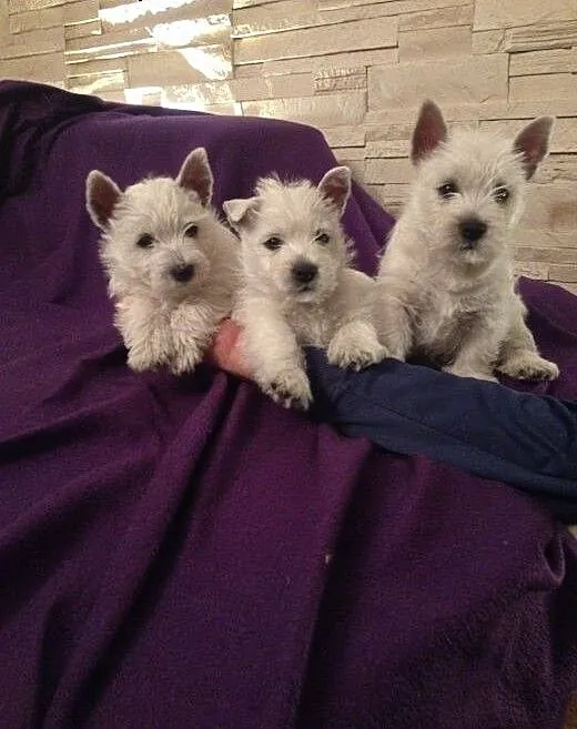 Śliczne szczeniaczki West highland white terrier,