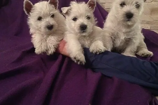 Śliczne szczeniaczki West highland white terrier, śląskie Częstochowa