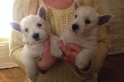 Śliczne szczeniaczki West highland white terrier, 